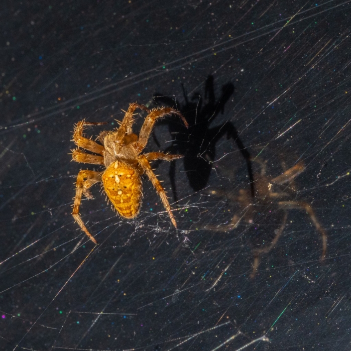 Spider, 2 Faces And 3 Images – Kevan Brassington Spider, 2 Faces And 3 Images - Kevan Brassington