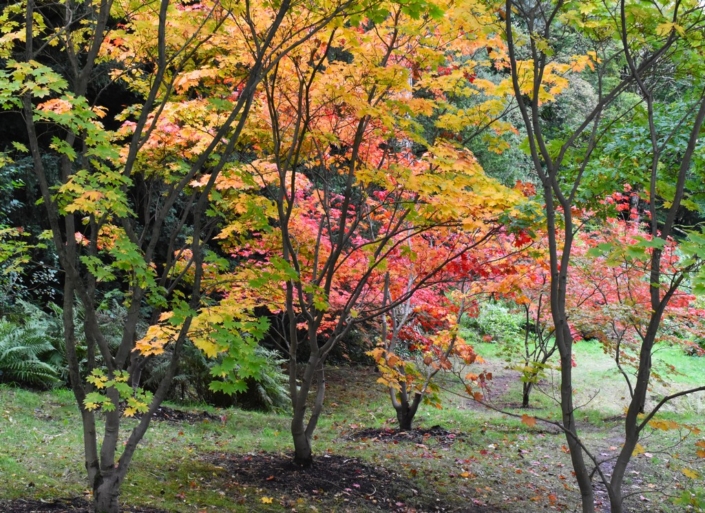 Autumn Colour – Judith Picker Autumn Colour - Judith Picker
