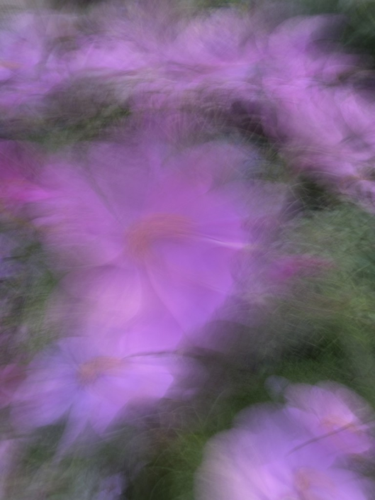 Cosmos by Julian Oates