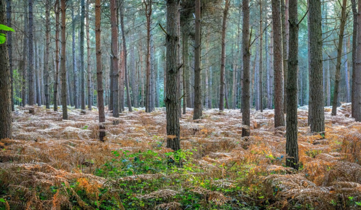 Harlestone Firs – Colin Waite