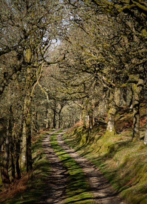 Path Home – Gerald Davies