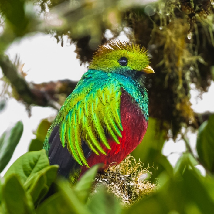 Quetzal – Pyers Tucker Quetzal - Pyers Tucker