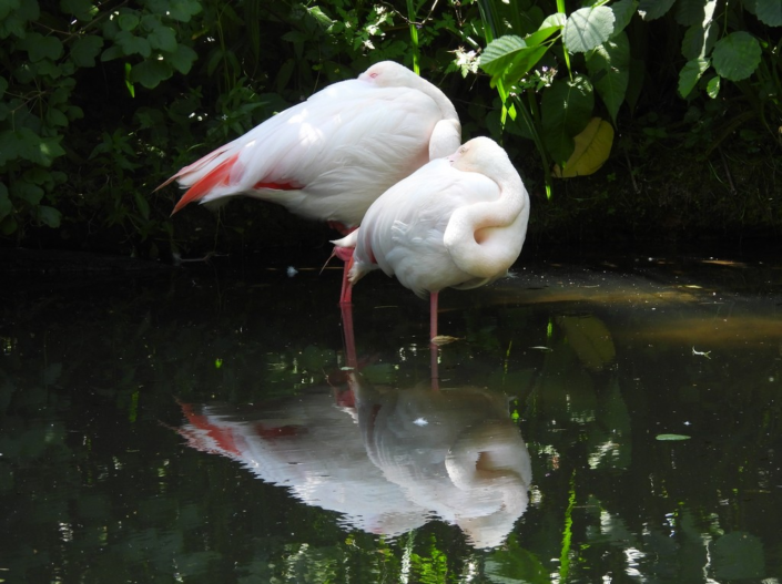 Sleepy Flamingos – Judith Picker