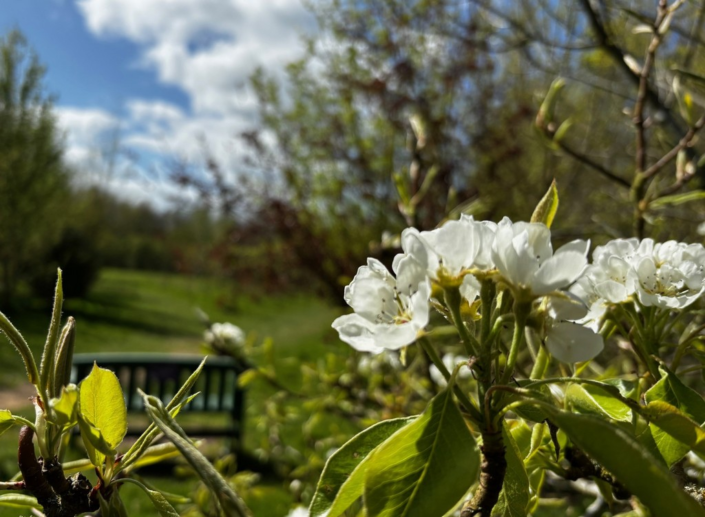 Springtime by Judith Picker