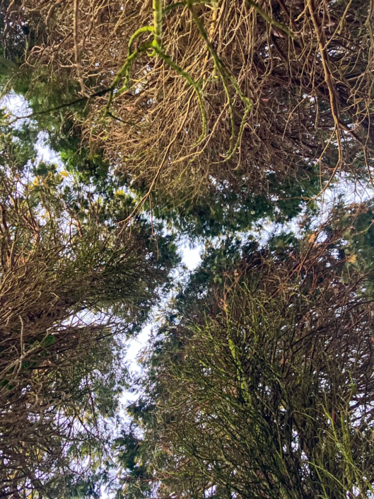 The Alders – Helen Dugdale