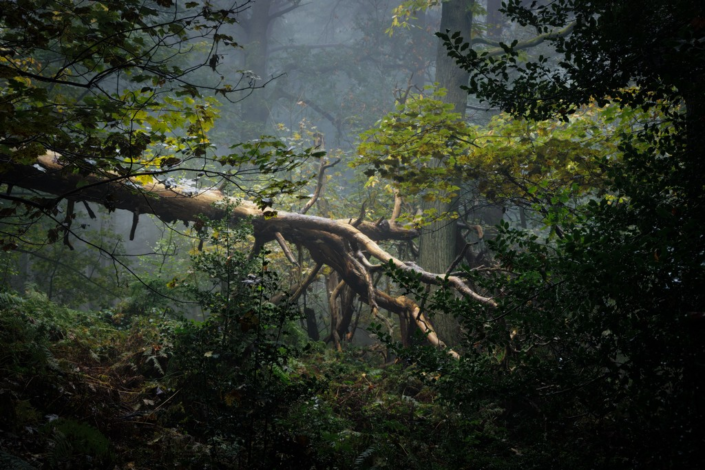 The Fallen Giant – Adrian Chandler
