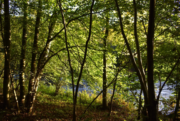 Trees And River – Judith Picker