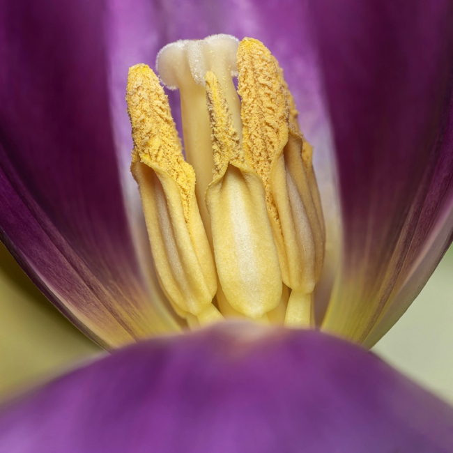 1 Tulip David K
