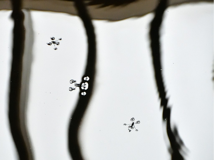 Water Boatmen by Graham Fowler