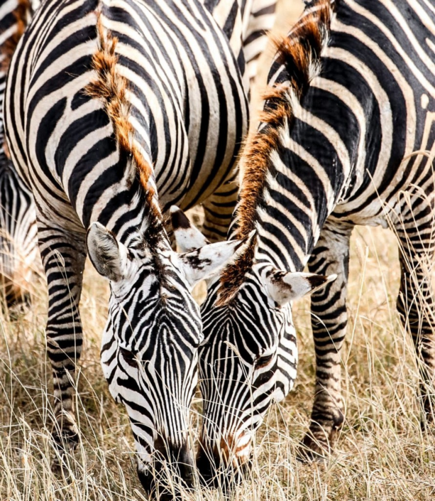 Zebra by Jon Gilbert