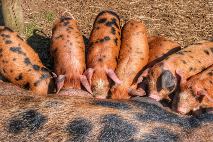Feeding Time by Andrew Jackson