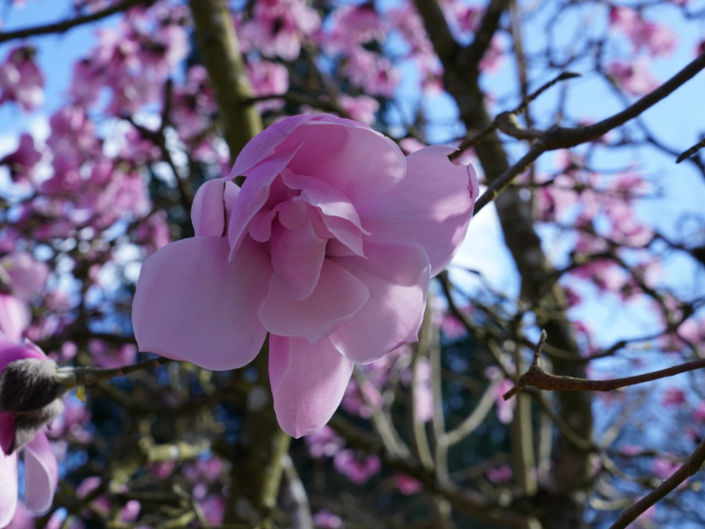 Magnolia – Gerry McGovern