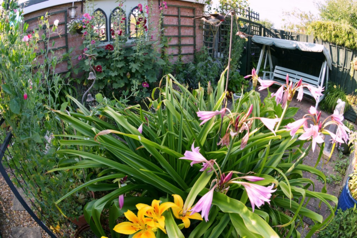 My Garden – Jim Shaw