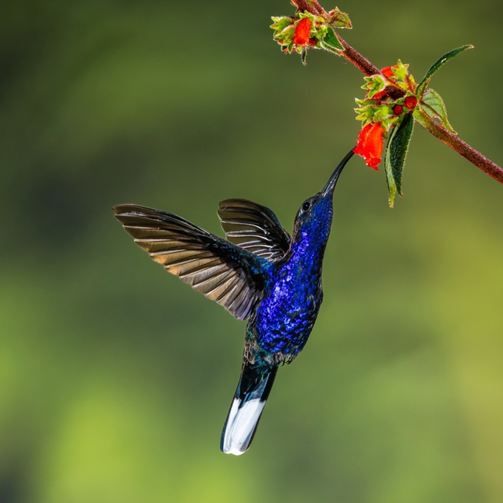 Blue Sabrewing – Pyers Tucker Blue Sabrewing - Pyers Tucker