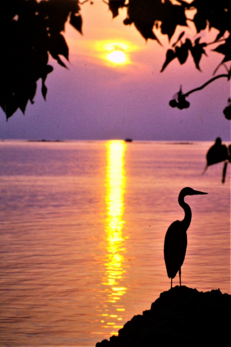 Early Riser – Jon Gilbert