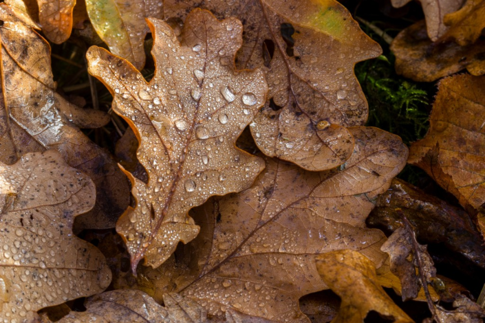 Forest Floor – Colin Waite