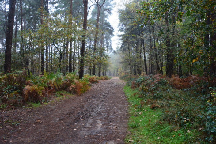 Harlestone Woods – Chris Bowers
