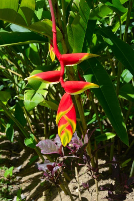Heliconia – Chris Bowers Hiphip - Andrew Jackson