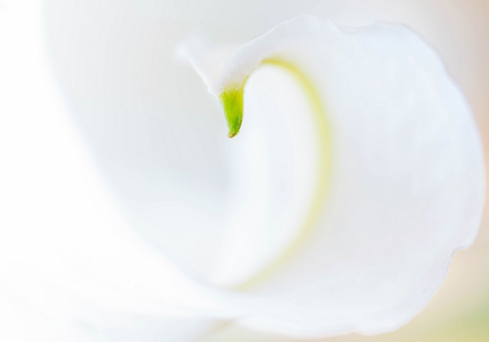 Lily – David Kallmeier