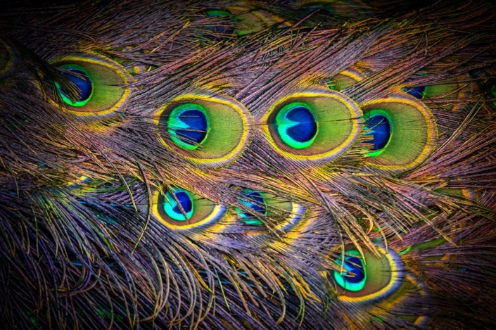 Peacock – David Kallmeier Peacock - David Kallmeier