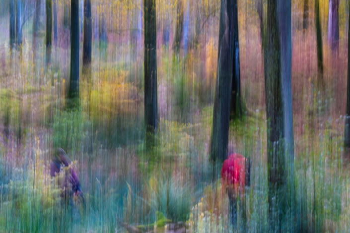 Pixies In The Woods – Pyers Tucker