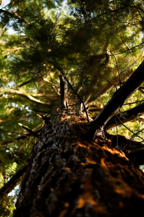 Seeing The Wood For The Trees – Jane Weston