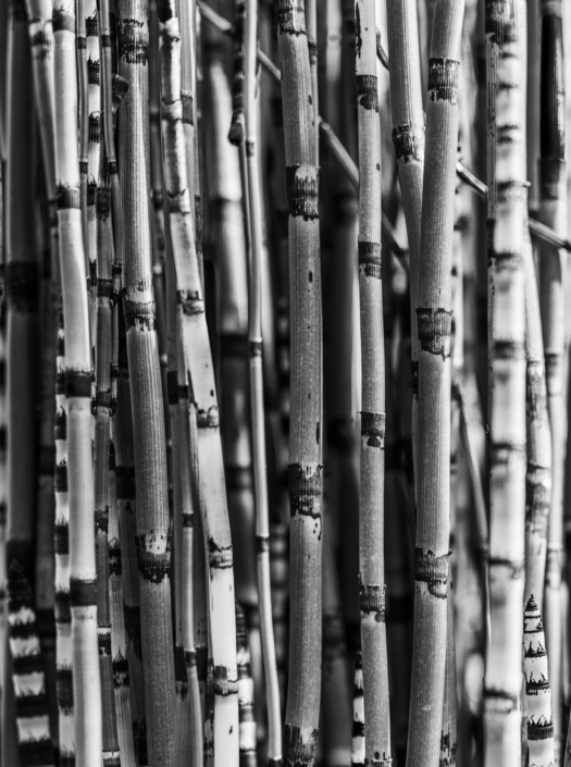 Stems by David Kallmeier