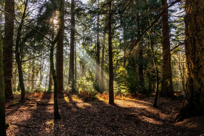 Through The Trees - Colin Waite