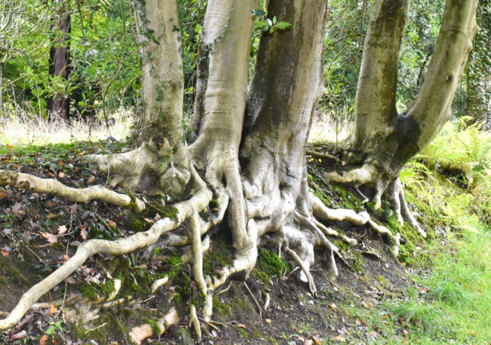 Tree Roots – Judith Picker