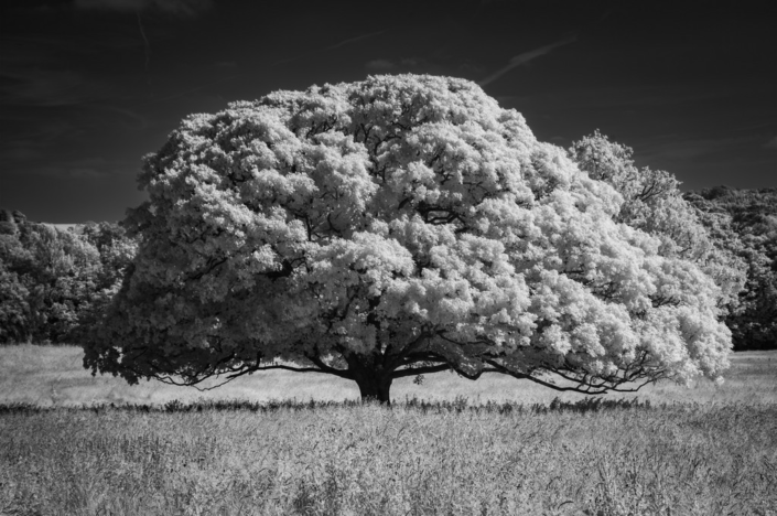 Tree – Kevan Brassington