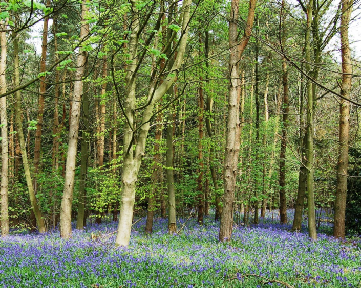 Badby Wood – Jim Shaw