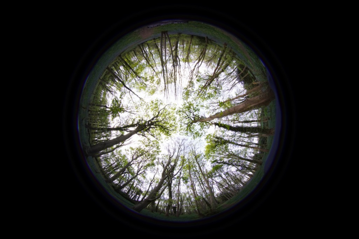 Canopy – Gerry McGovern