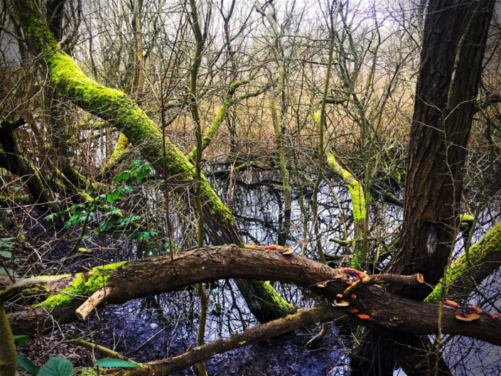 Pond In Wood – Trevor Jordan
