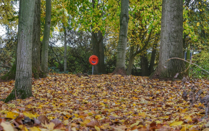 Sea Of Leaves – Andrew Jackson