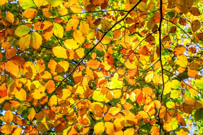 Autuminal – Colin Waite Autuminal - Colin Waite