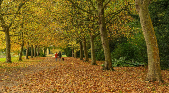 Autumn Walk – David Kallmeier