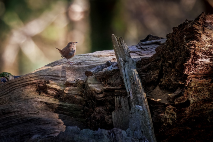 Fallen Tree – Colin Waite