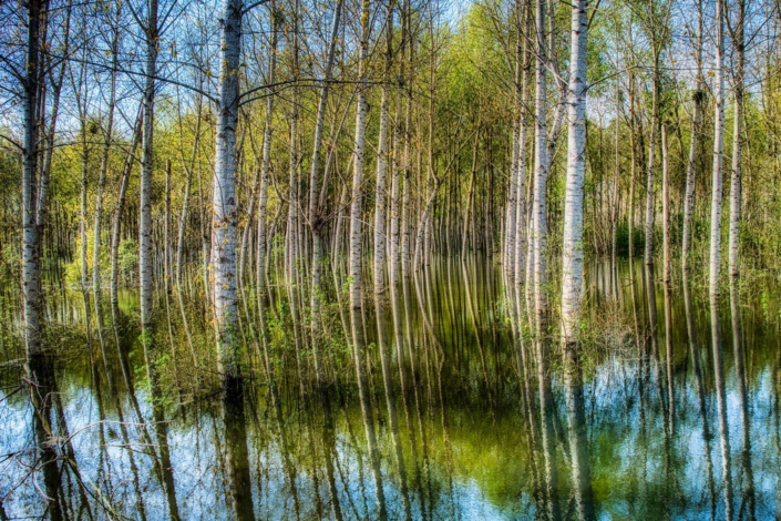 Flooded Forest – Alastair Bell