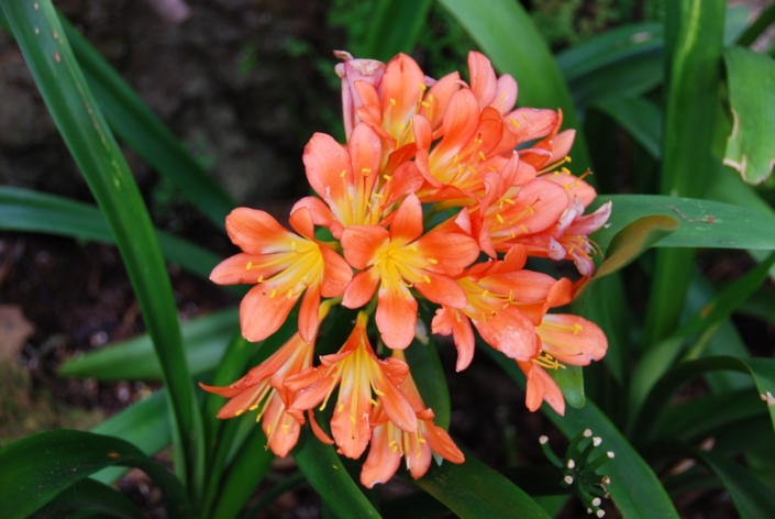 Flower – Liz Parker Flower - Liz Parker