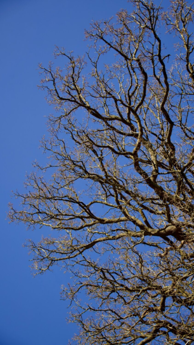 Fractal Branches – Dan Judd