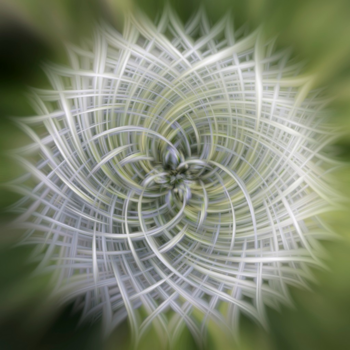 Globe Thistle by Colin Waite
