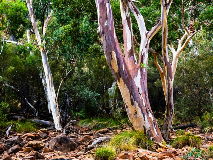 Gum Trees – Pyers Tucker