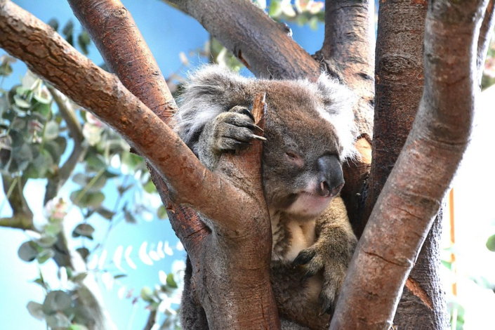 Koala After Lunch – Chrissie Shun
