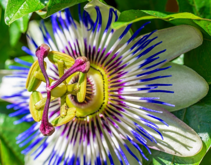 Passiflora – David Kallmeier Passiflora - David Kallmeier