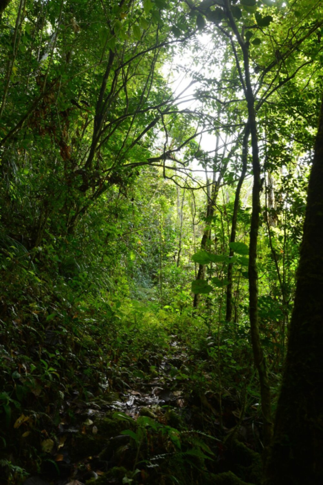 Rainforest Path – Chris Bowers