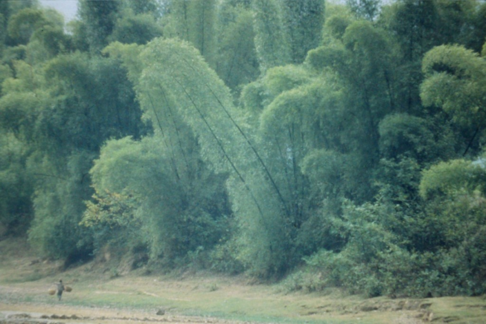 Riverside Bamboo – Jon Gilbert