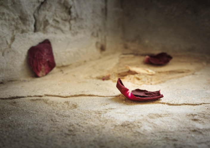 Rose Petals – Adrian Chandler