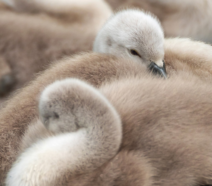 Sleepy – David Kallmeier