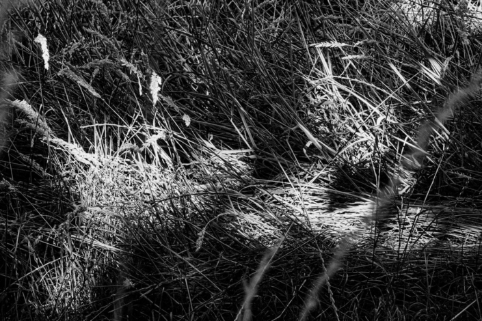 Stillness Of Summer – Tony Teague
