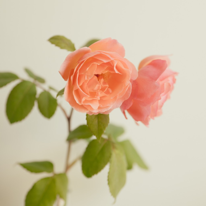 Summer Flowers – Jane Weston